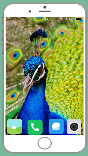 Peacock Full HD Wallpaper