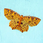 Geometer Moth