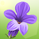 Lucky Lavender  icon