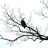 American Bald Eagles