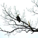 American Bald Eagles