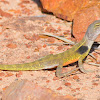 Yellow Two-lined Dragon (male)