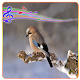 99 Bird's Sounds Ringtones free Install on Windows