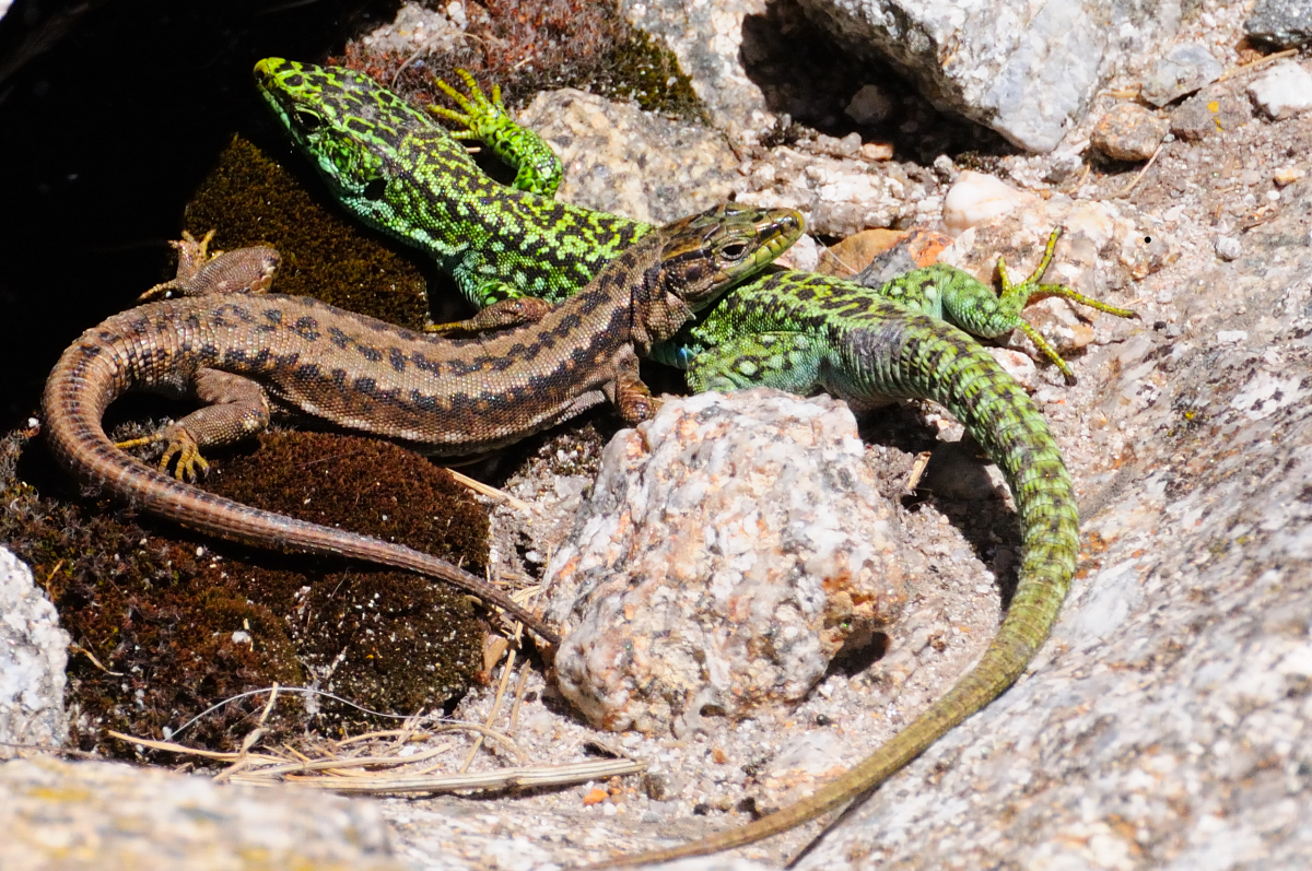 Carpetane Rock Lizard; Lagartija carpetana