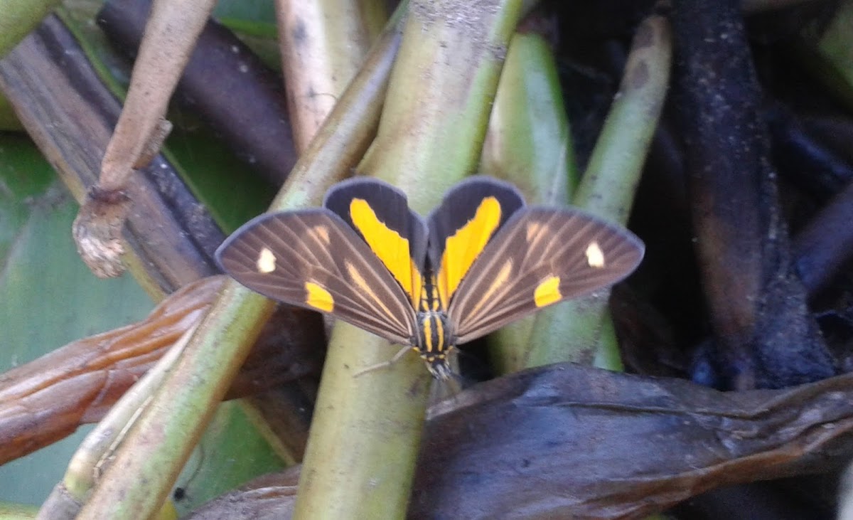 Notodontid Moth