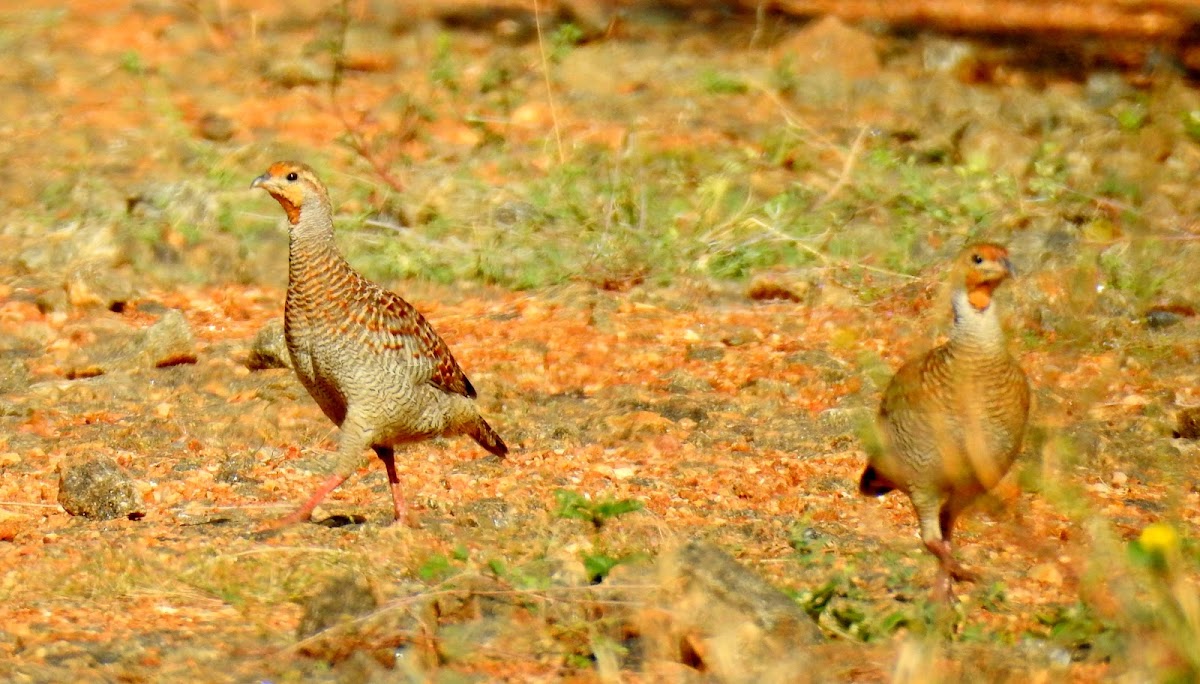 Grey francolin