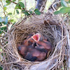 Northern Cardinal