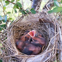 Northern Cardinal