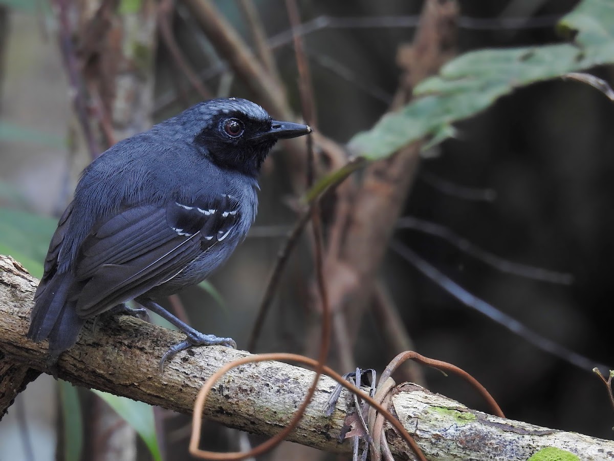 Black-faced Antbird