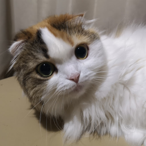 kobaのプロフィール画像