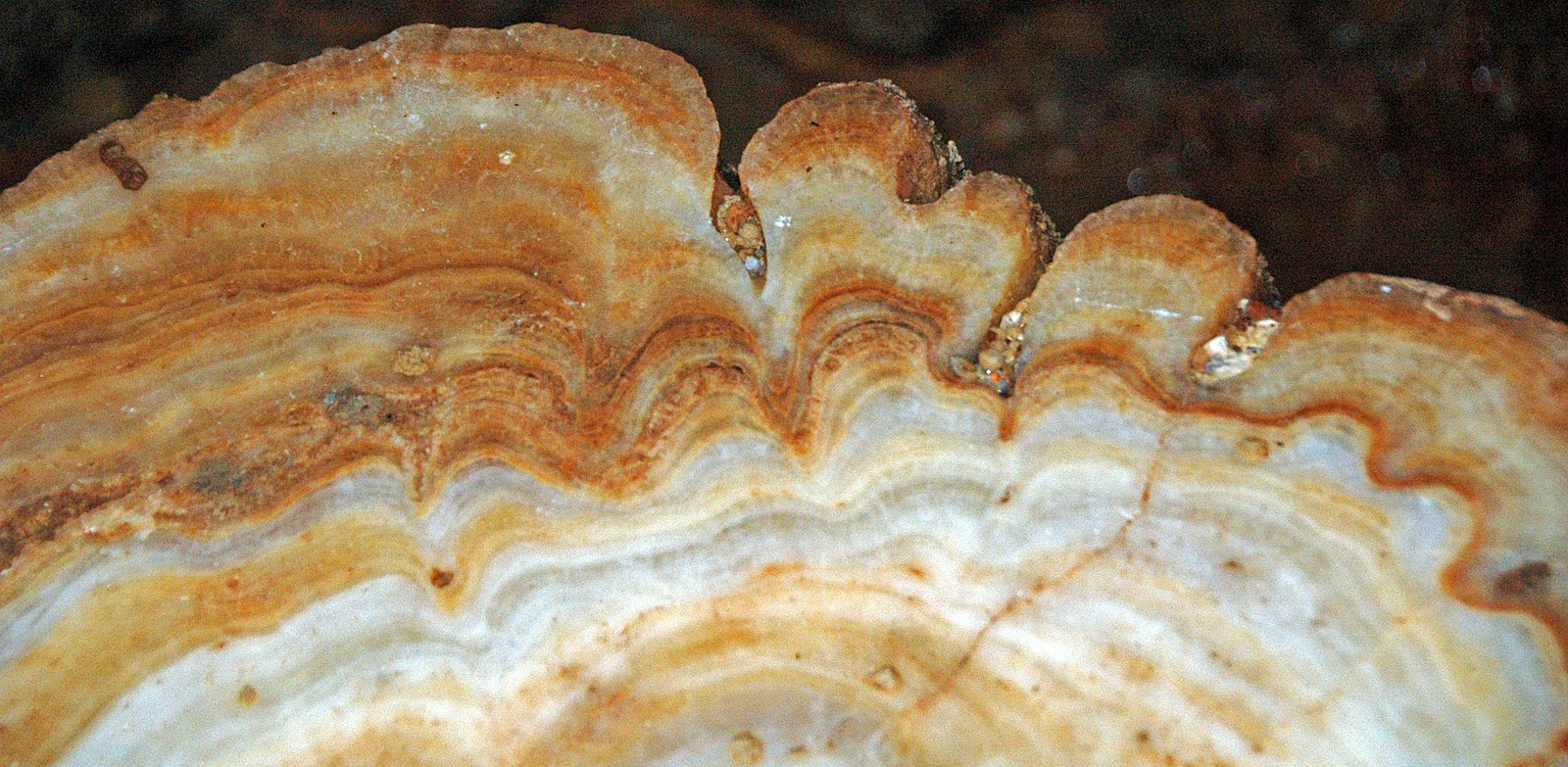 Speleothem