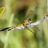 Seaside Dragonlet Dragonfly (female)