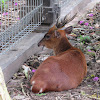 Barking Deer