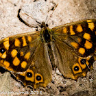 Speckled Wood