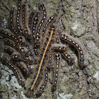 Forest Tent Caterpillar