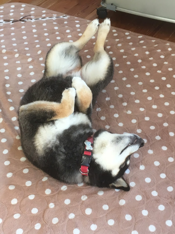 あんずパパちゃんさんが投稿した愛犬・熟睡・皆様おやすみなさい💤に関するカスタム事例の投稿画像3枚目