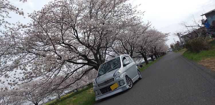 ステラのステラ・桜とコラボ・サクラと愛車・コラボ募集中です・コラボしませんか？に関するカスタム事例の投稿画像2枚目