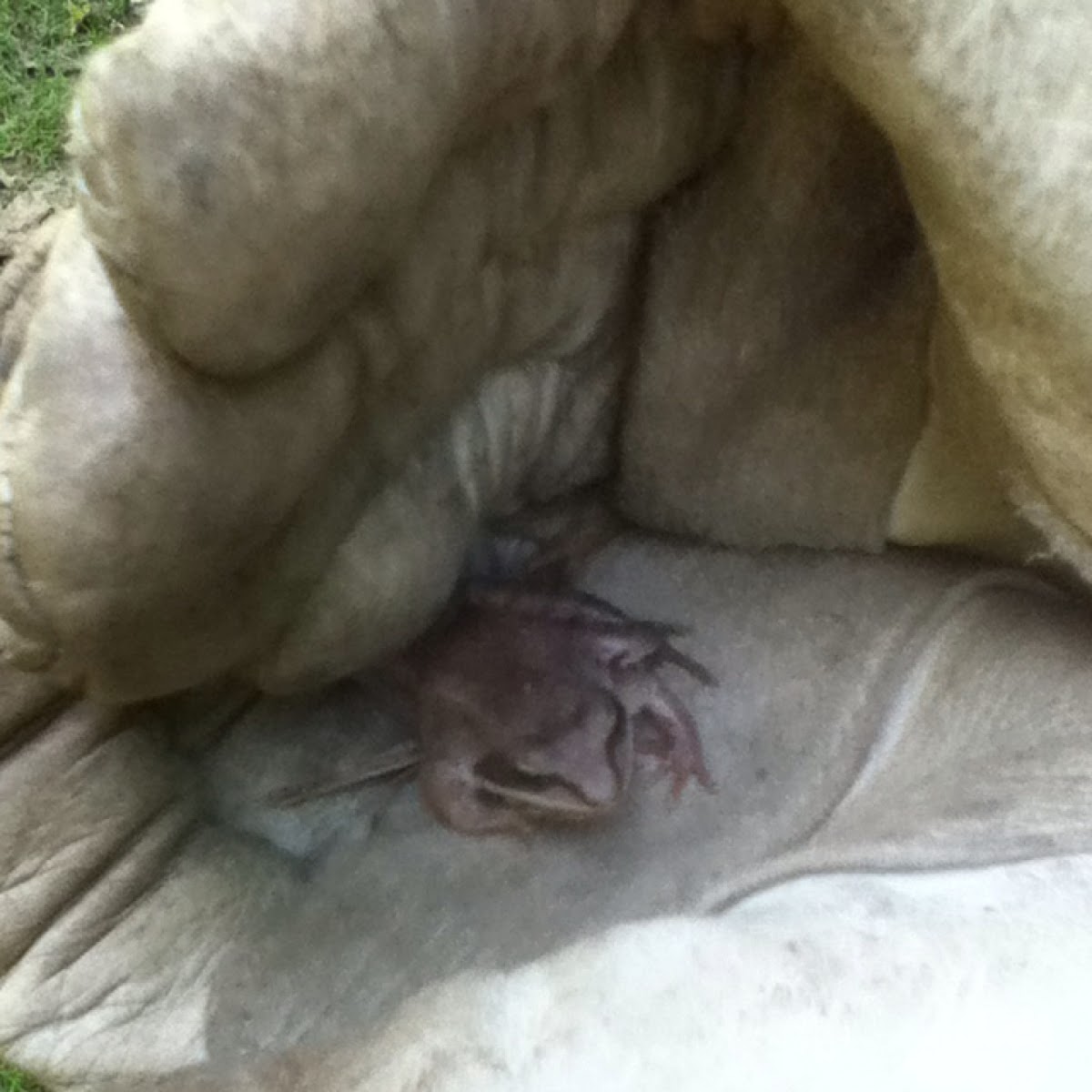 Wood Frog