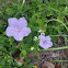 Wild Petunia