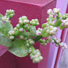 Malabar Spinach