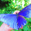 Blue Morpho