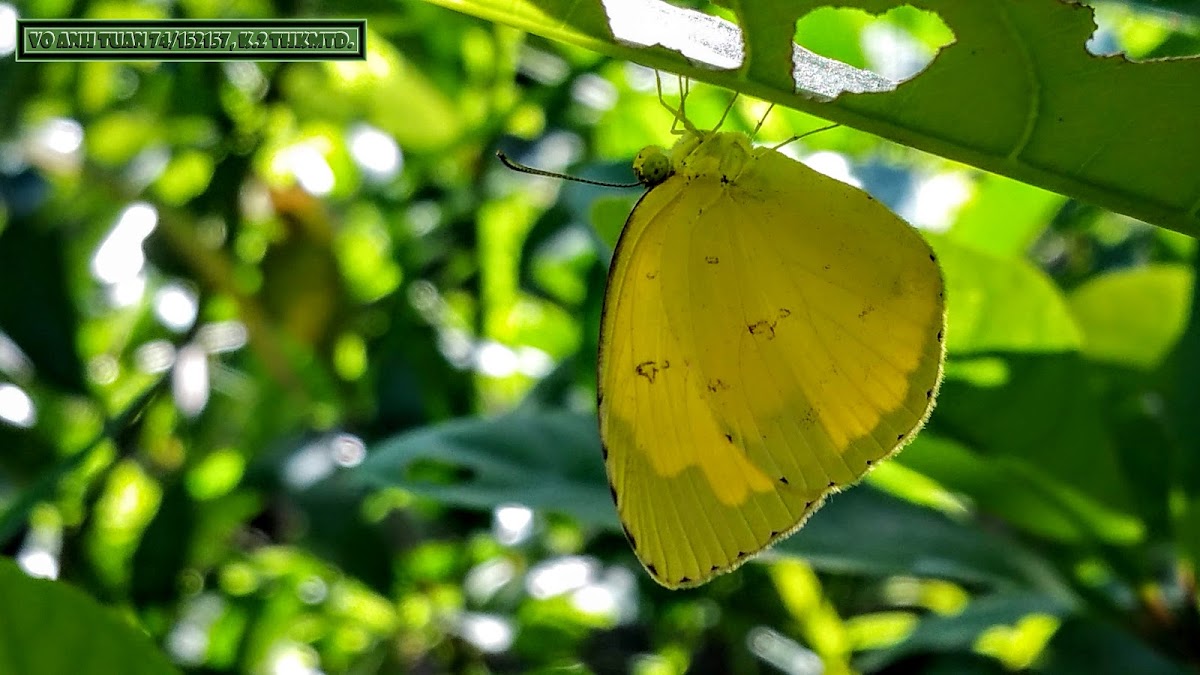 Common grass yellow