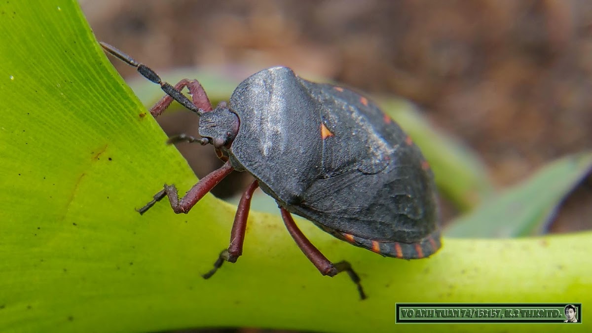 Dinidorid stinkbug