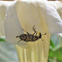 Dentatus Blister Beetle