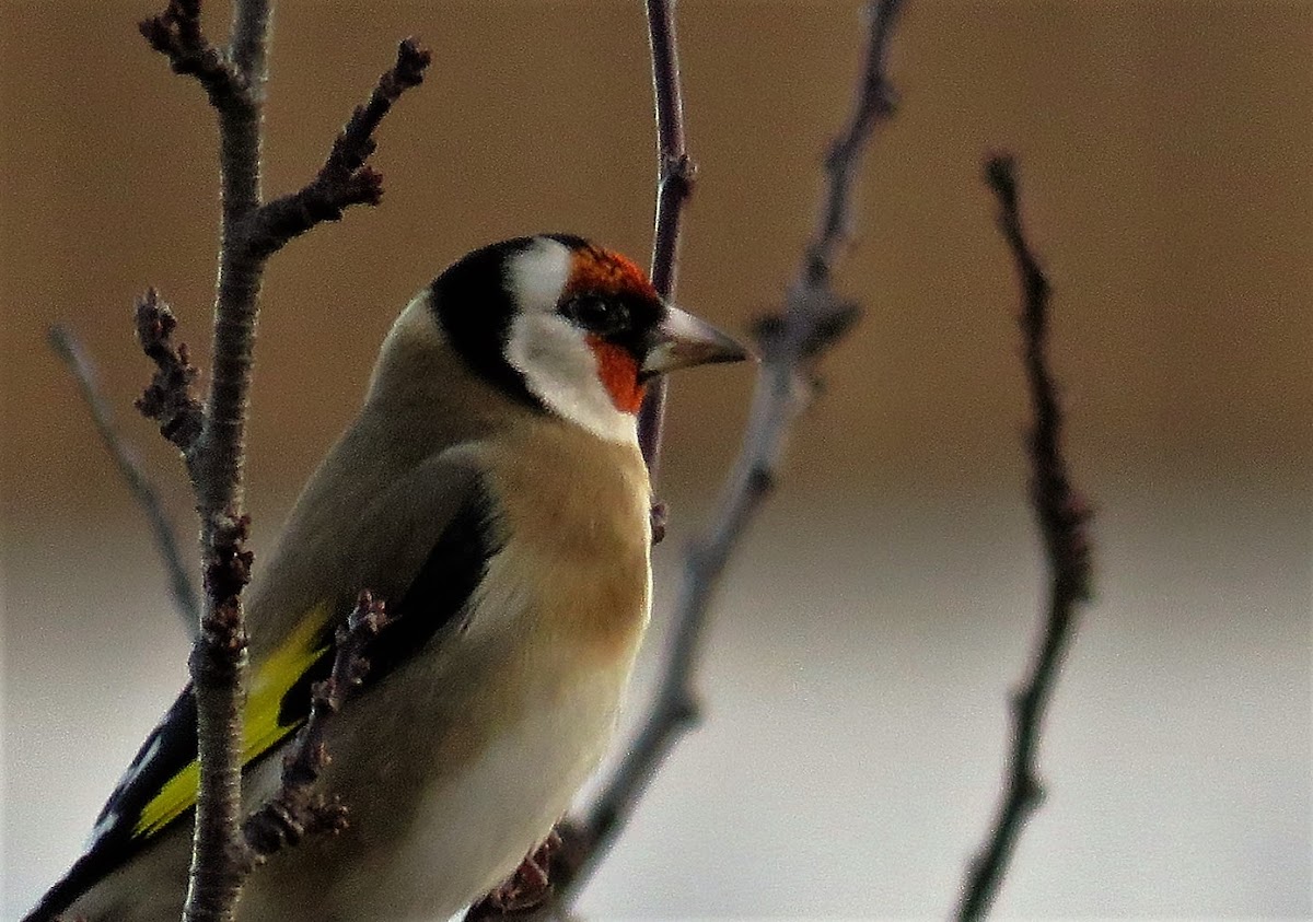 European Goldfinch