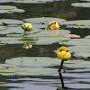 Yellow Water Lily