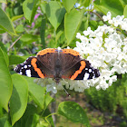 Red Admiral