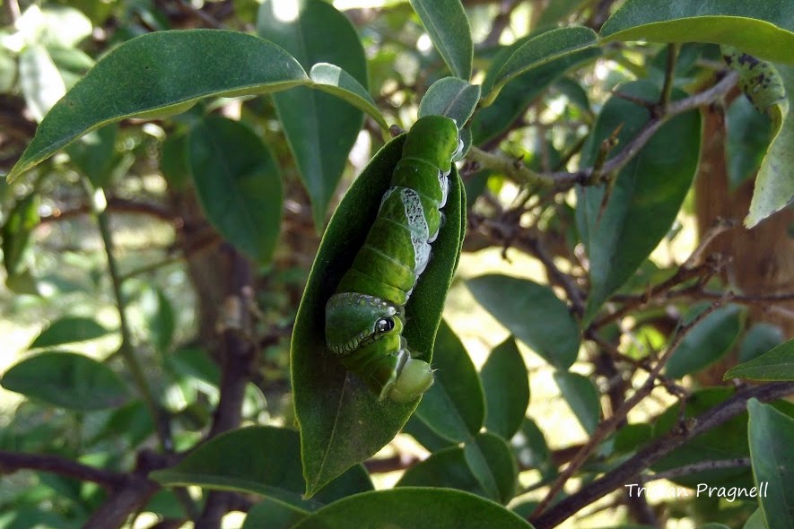 Great Mormon (Female)