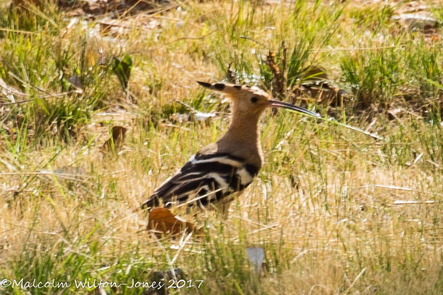 Hoopoe; Abubilla