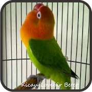 Kicau Burung Lovebird Betet  Icon