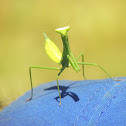 Mantis