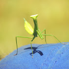 Mantis