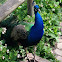 Blue peafowl