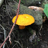 Golden-scruffy collybia