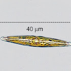 Epilithic Diatom