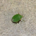 Green Stink Bug