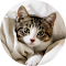 Item logo image for Cute Cats & Kittens Wallpaper