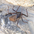 Wheel Bug