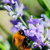 Common Carder-Bee; Abejorro de Campo