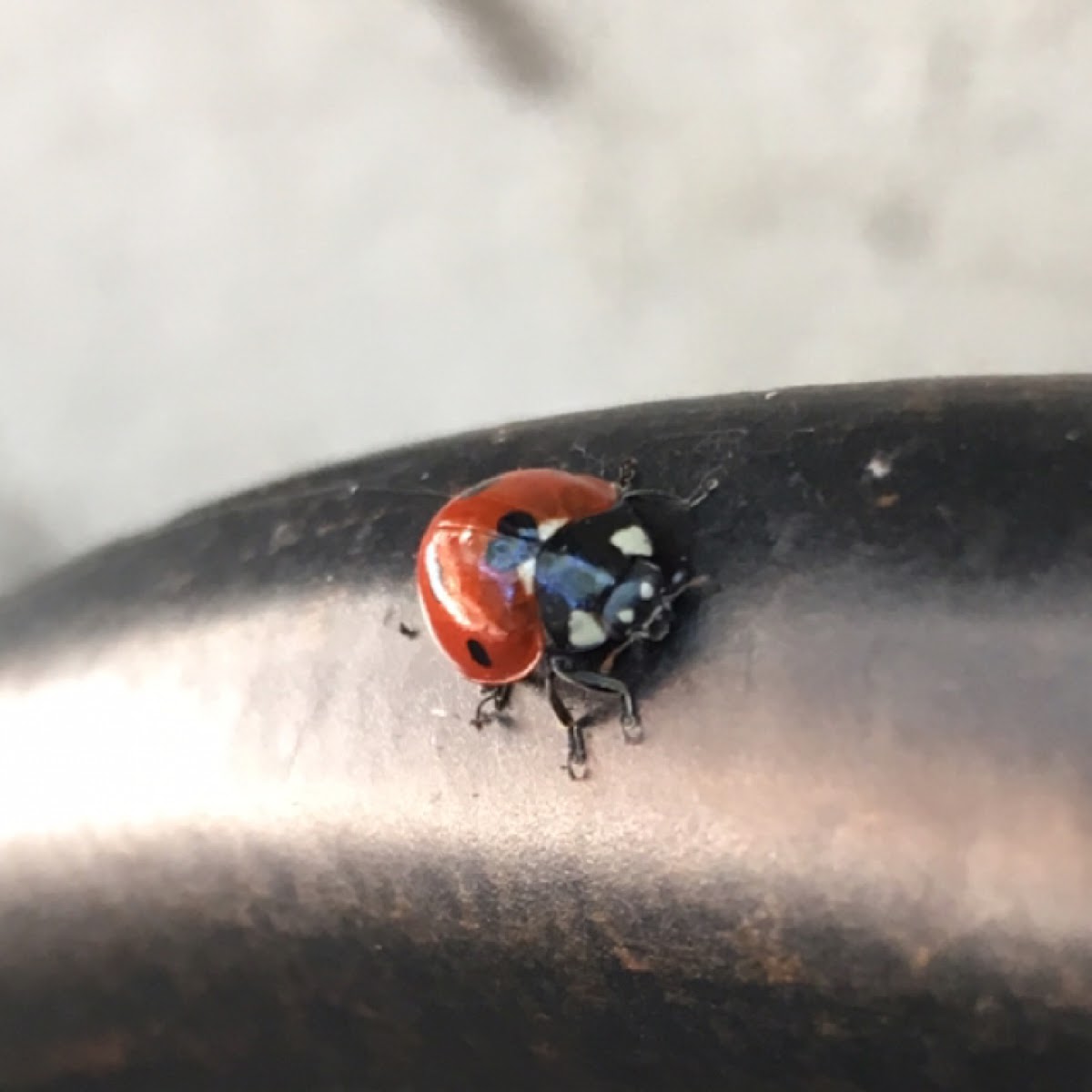 Lady Bug