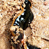 Hammerhead worm