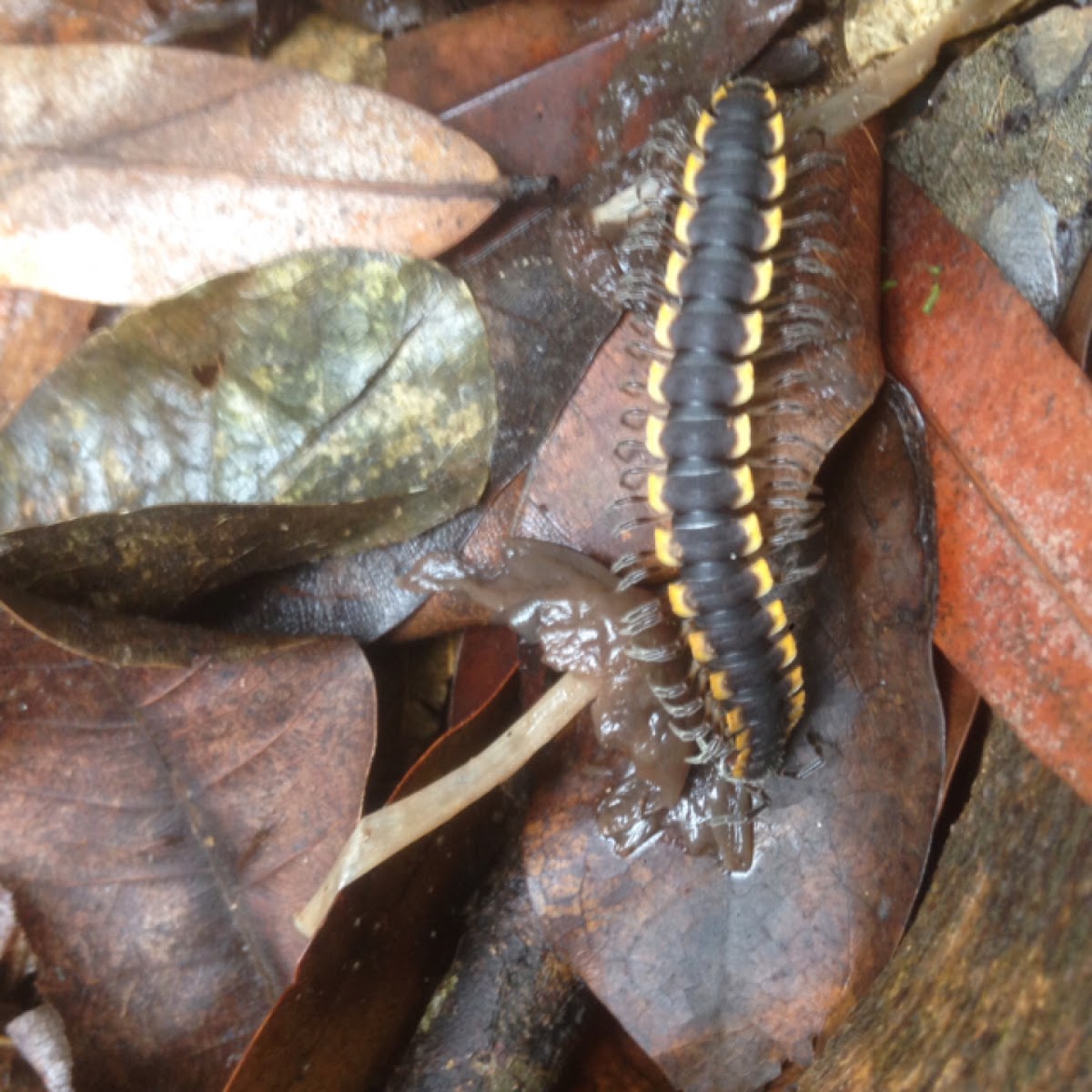 Millipede