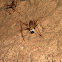 Cave cricket (Weta)