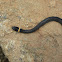 Northern Ringneck Snake