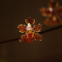 DancingLady Orchid