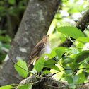 Swainson's Thrush